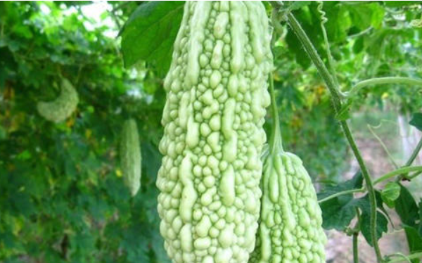 六大瘦身蔬菜