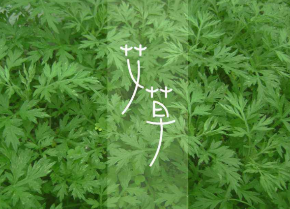 艾草的作用和功效